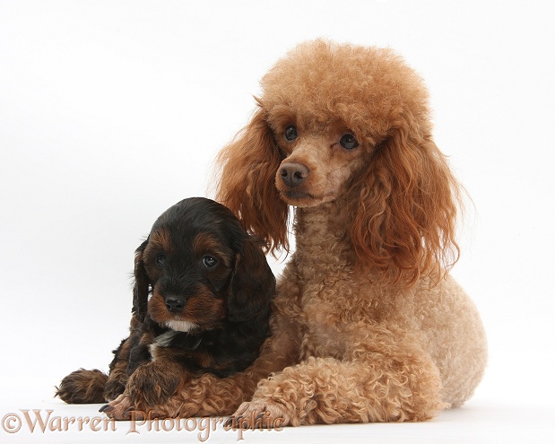 Red toy Poodle dog, Reggie, and his Cockapoo pup, white background