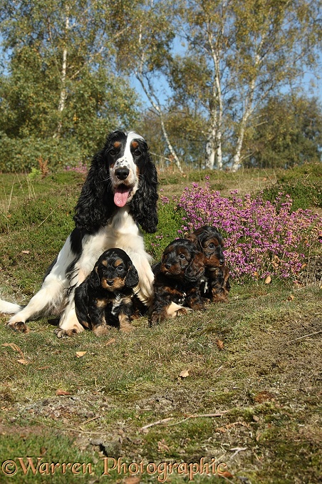 Cocker Spaniel bitch, Mouse, and her Cockapoo pups