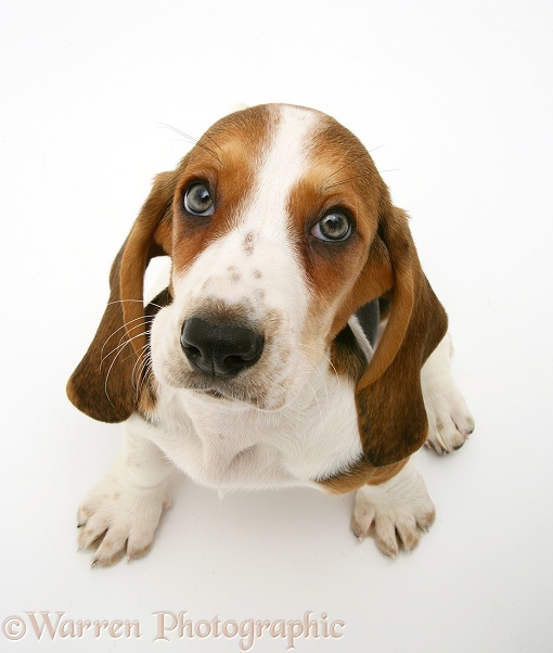 Basset pup looking up, white background
