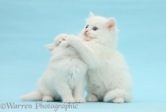 Two white kittens on blue background