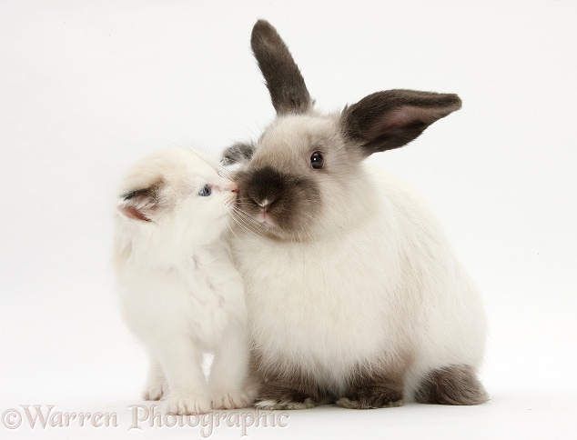 Ragdoll-cross kitten and young colourpoint rabbit, white background