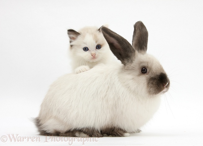 Ragdoll-cross kitten and young colourpoint rabbit, white background