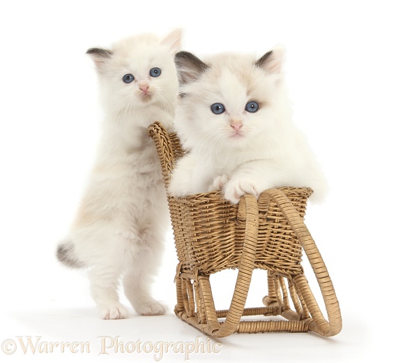 Ragdoll-cross kittens playing with a wicker toy sledge, white background
