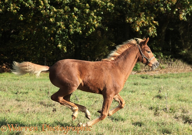 Warmblood foal Ciel galloping