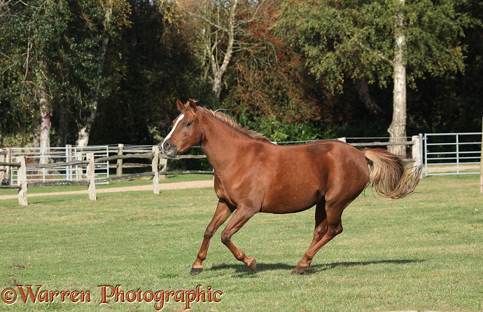 Warmblood mare Spoodle galloping