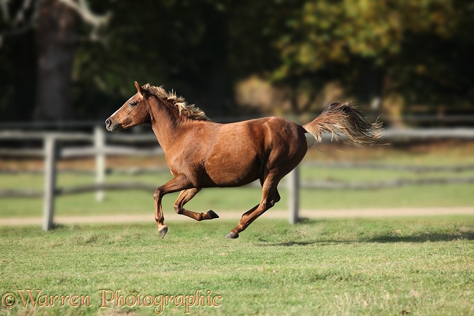 Warmblood mare Spoodle galloping