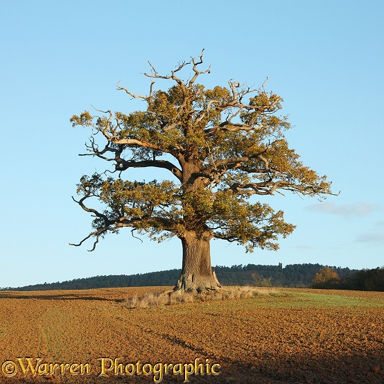 English Oak (Quercus robur) - Autumn (02-11-2009).  Surrey, England