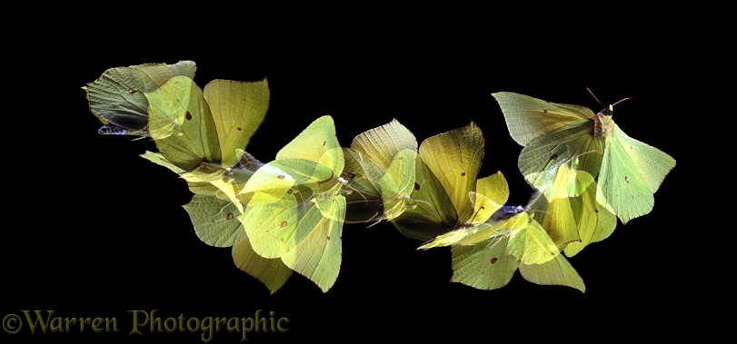 Brimstone Butterfly (Gonepteryx rhamni) male taking off