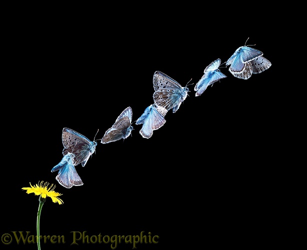 Chalkhill Blue Butterfly (Lysandra coridon) male taking off