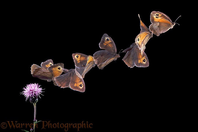 Meadow Brown Butterfly (Maniola jurtina) female taking off