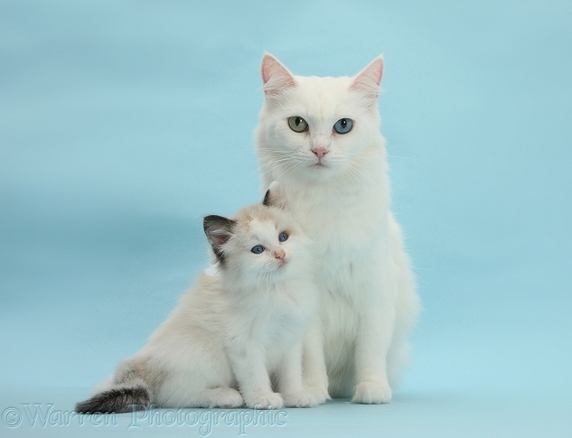 White Maine Coon-cross mother cat, Melody, and kitten, 7 weeks old