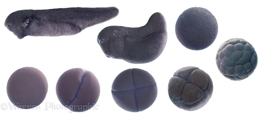 Common Frog (Rana temporaria) series showing development of new laid egg to hatching tadpole.  (Read anti clockwise from bottom left), white background