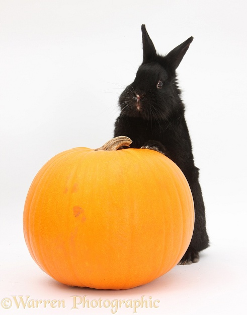 Black rabbit and pumpkin, white background