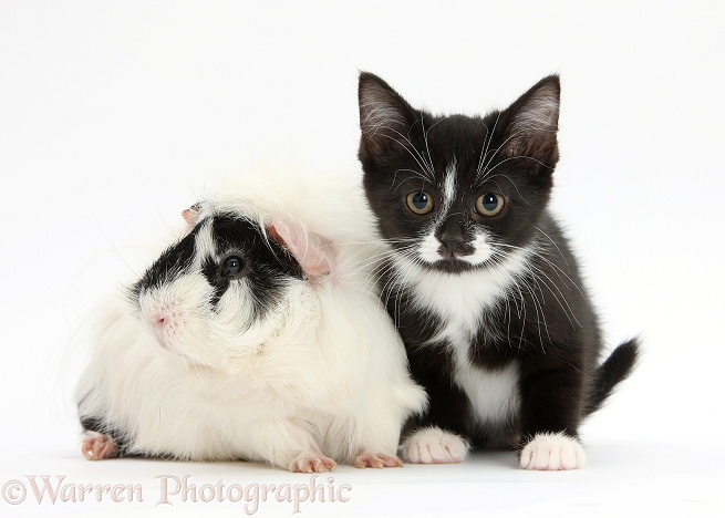 Black-and-white kitten and black-and-white Guinea pig, white background