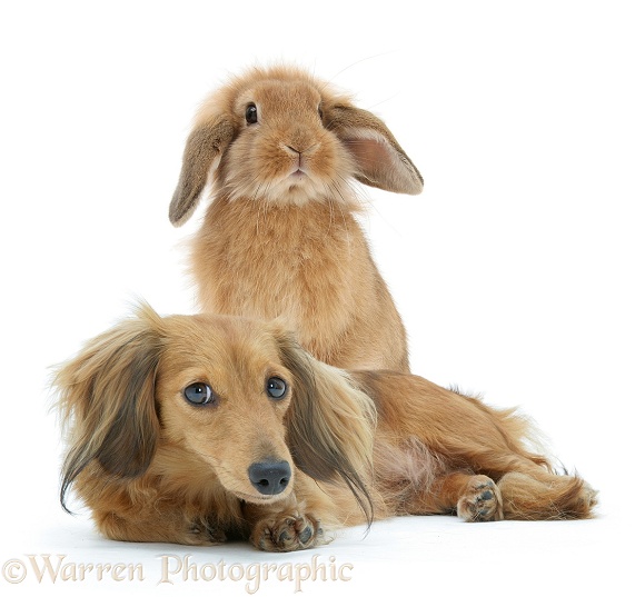 Red miniature longhaired Dachshund and Sandy Lop rabbit, white background