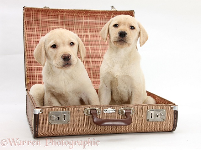 Yellow Labrador Retriever pups, 8 weeks old, in a suitcase, ready to go on holiday, white background