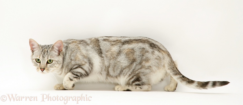 Young silver tabby cat, Joan, slinking furtively along, white background