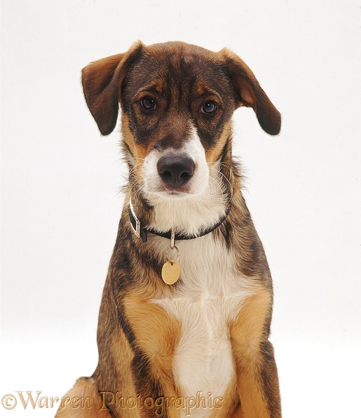 Young mongrel dog, Archie, white background
