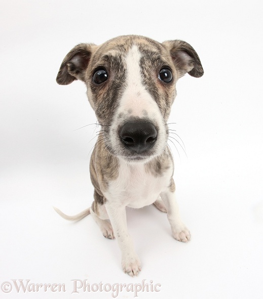 Brindle-and-white Whippet pup, Cassie, 9 weeks old, looking up, white background
