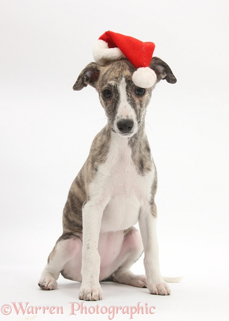 Brindle-and-white Whippet pup, Cassie, 9 weeks old, wearing a Father Christmas hat, white background