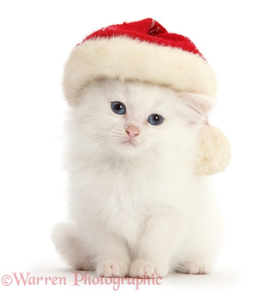 White kitten, 10 weeks old, wearing a Father Christmas hat, white background