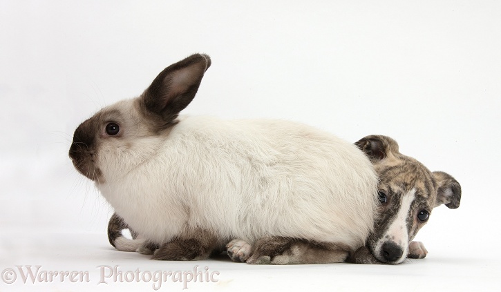 Brindle-and-white Whippet pup, Cassie, 9 weeks old, with colourpoint rabbit, white background