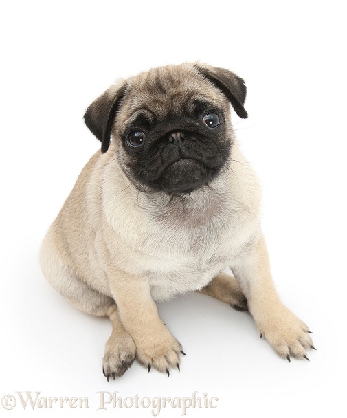 Fawn Pug pup, 8 weeks old, looking up, white background