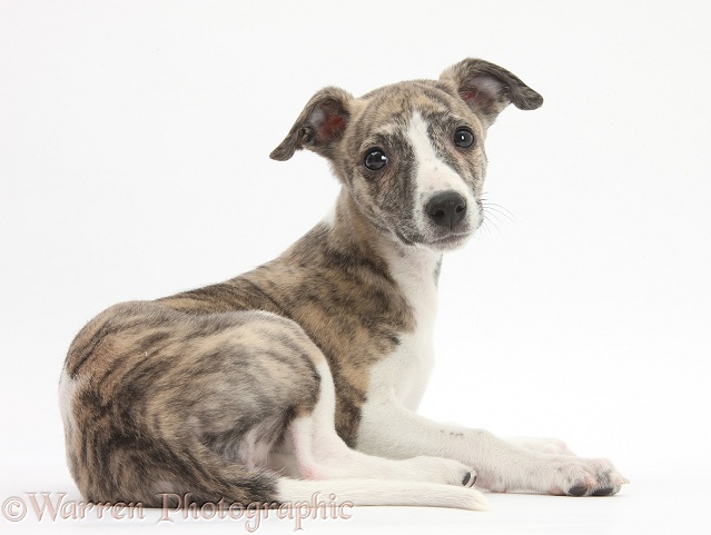 Brindle-and-white Whippet pup, Cassie, 9 weeks old, white background