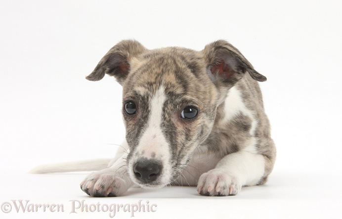 Brindle-and-white Whippet pup, Cassie, 9 weeks old, white background