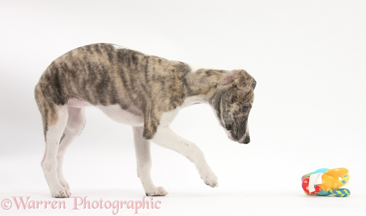 Brindle-and-white Whippet pup, Cassie, 9 weeks old, with a soft toy, white background