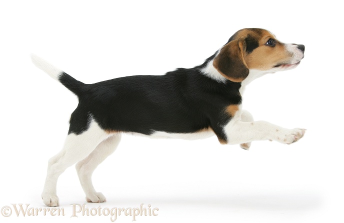 Beagle pup, Florrie, 4 months old, leaping across, white background