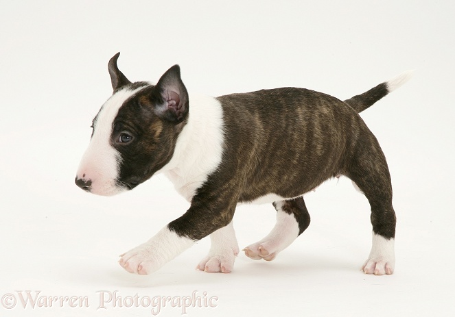 Miniature English Bull Terrier pup, 6 weeks old, walking across, white background
