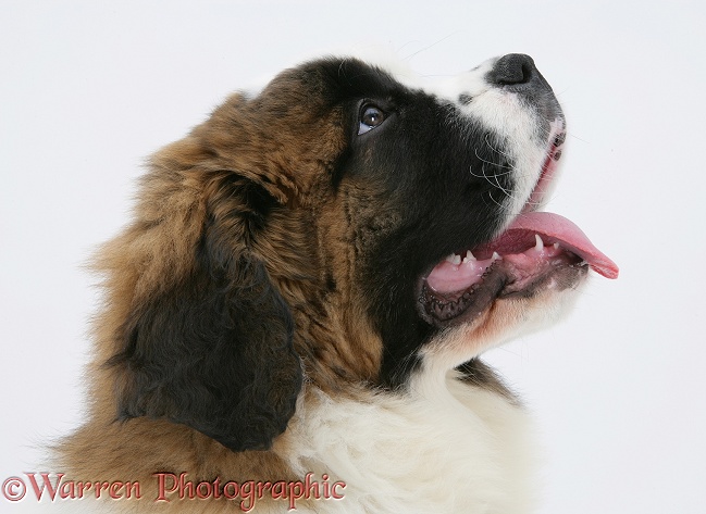 Saint Bernard puppy, Vogue, white background