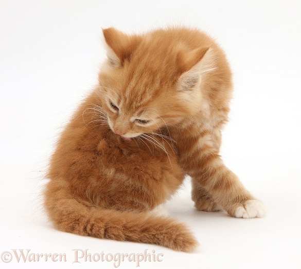Ginger kitten, Butch, 8 weeks old, washing his back, white background