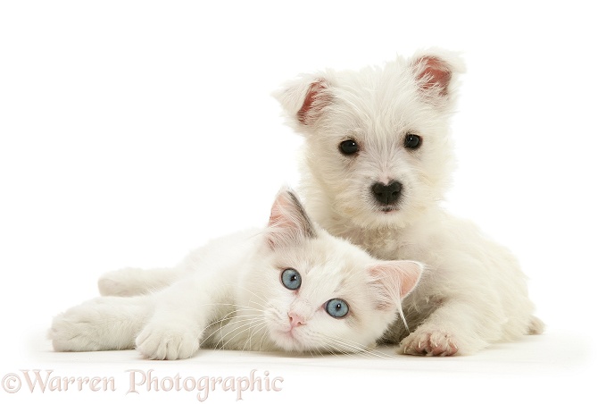 Ragdoll kitten with West Highland White Terrier pup, white background