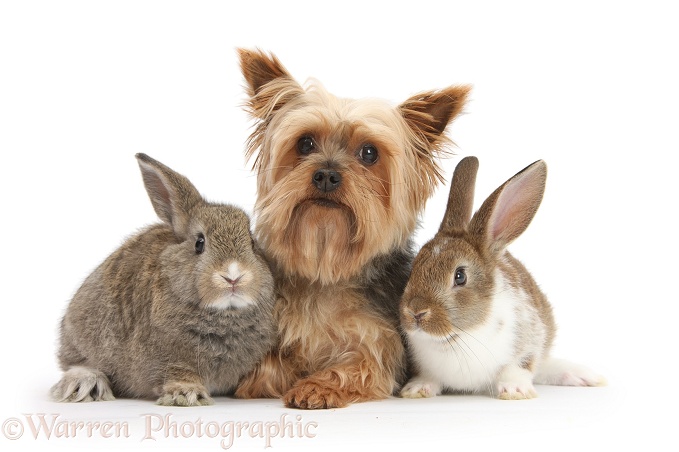 Yorkshire Terrier, Buffy, and young rabbits, white background