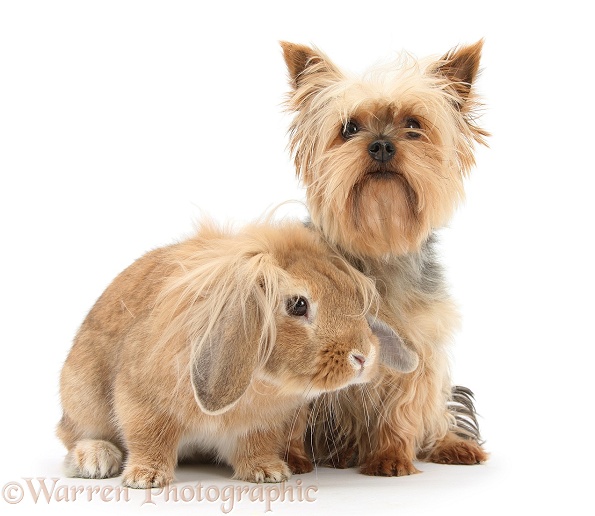 Yorkshire Terrier, Buffy, and Lionhead Lop rabbit, white background