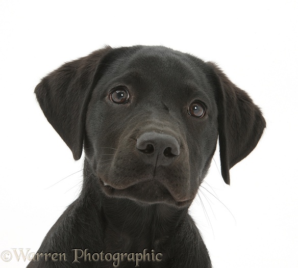 Black Labrador Retriever pup, Sam, white background