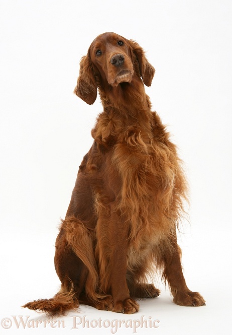 Red Setter bitch, sitting, white background