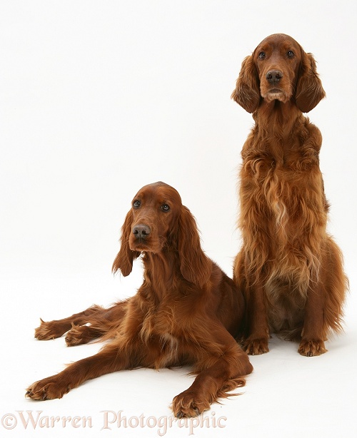 Red Setters, white background