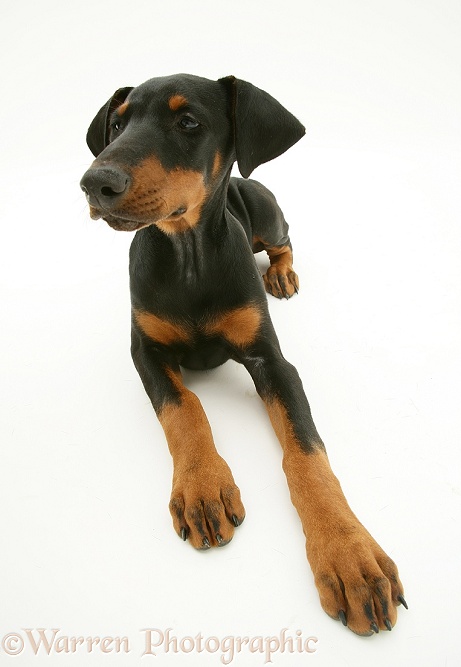 Doberman pup, Inka, 12 weeks old, lying with head up, white background