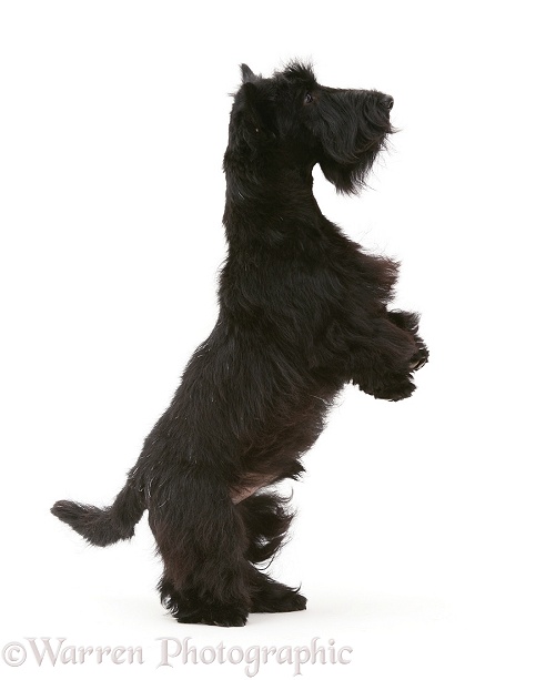 Scottish Terrier dog, Angus, standing up, white background