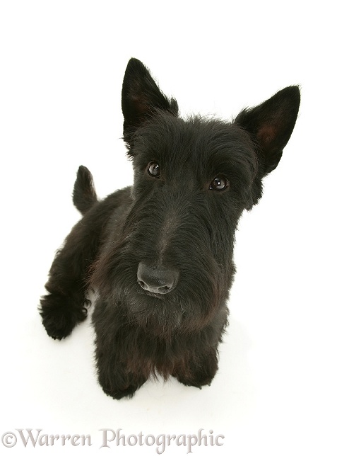 Scottish Terrier dog, Angus, looking up, white background