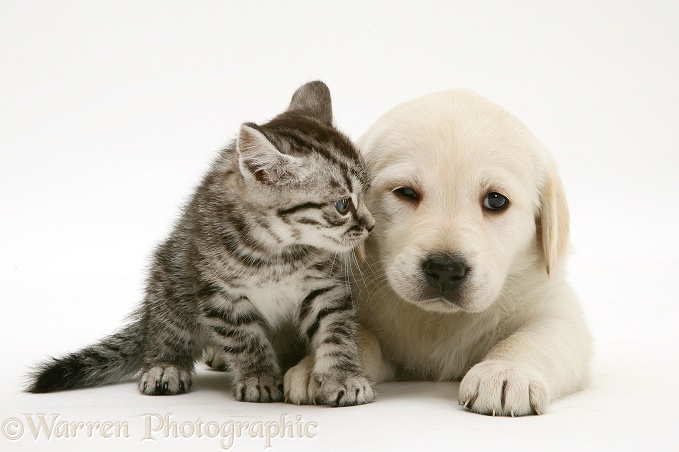 Yellow Goldador Retriever pup with silver tabby kitten, white background