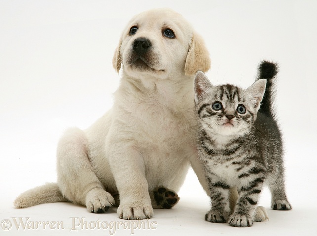 Yellow Goldador Retriever pup with silver tabby kitten, white background