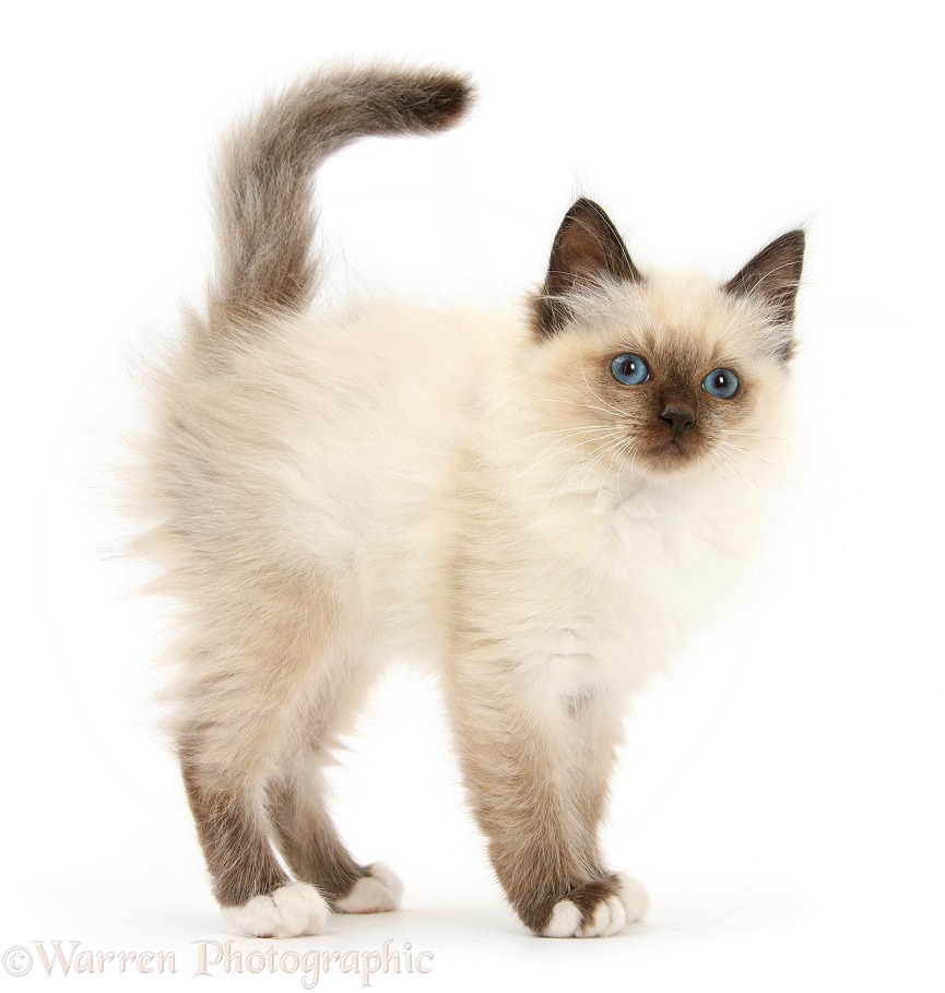 Birman-cross kitten, white background