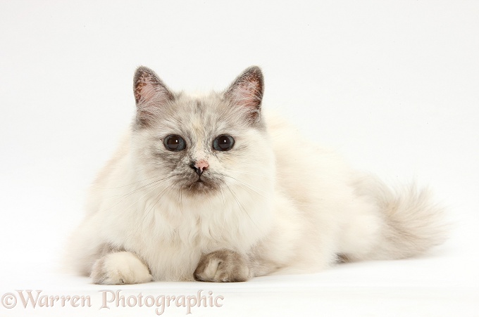 Birman cat, Tallulah, white background
