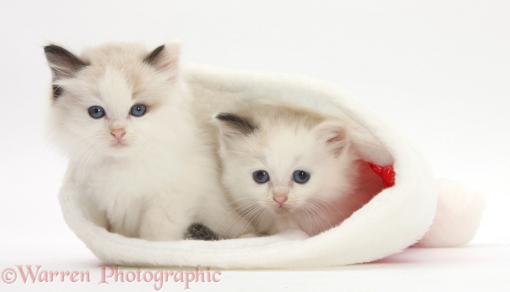 Ragdoll-cross kittens in a Santa hat, white background