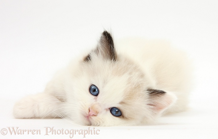 Ragdoll-cross kitten, white background