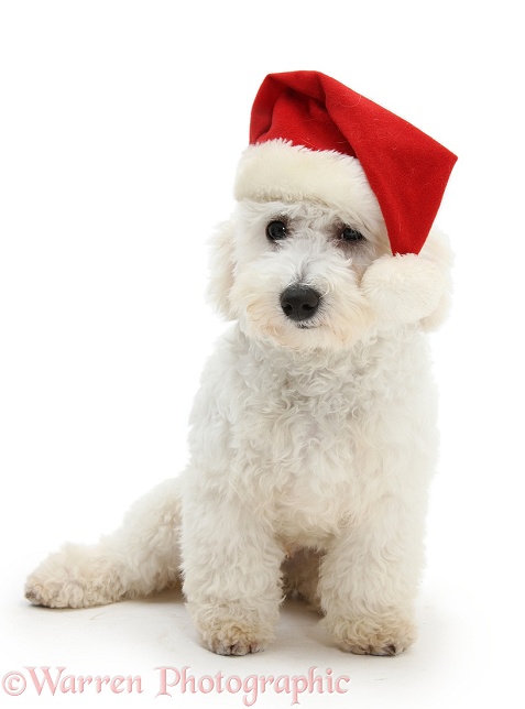 Bichon Frise dog, Louie, 5 months old, wearing a Father Christmas hat, white background